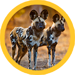 Wild Dogs Image