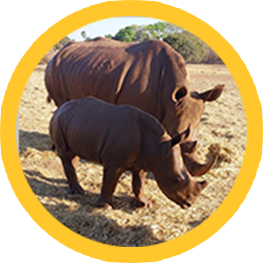 Rhinos Image