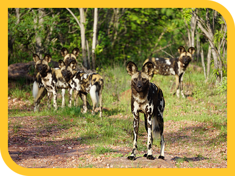 Wild Dogs Image