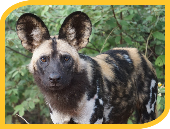 Wild Dogs Image